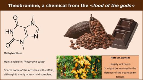 theobrobine power|Theobromine: Uses, Interactions, Mechanism of Action.